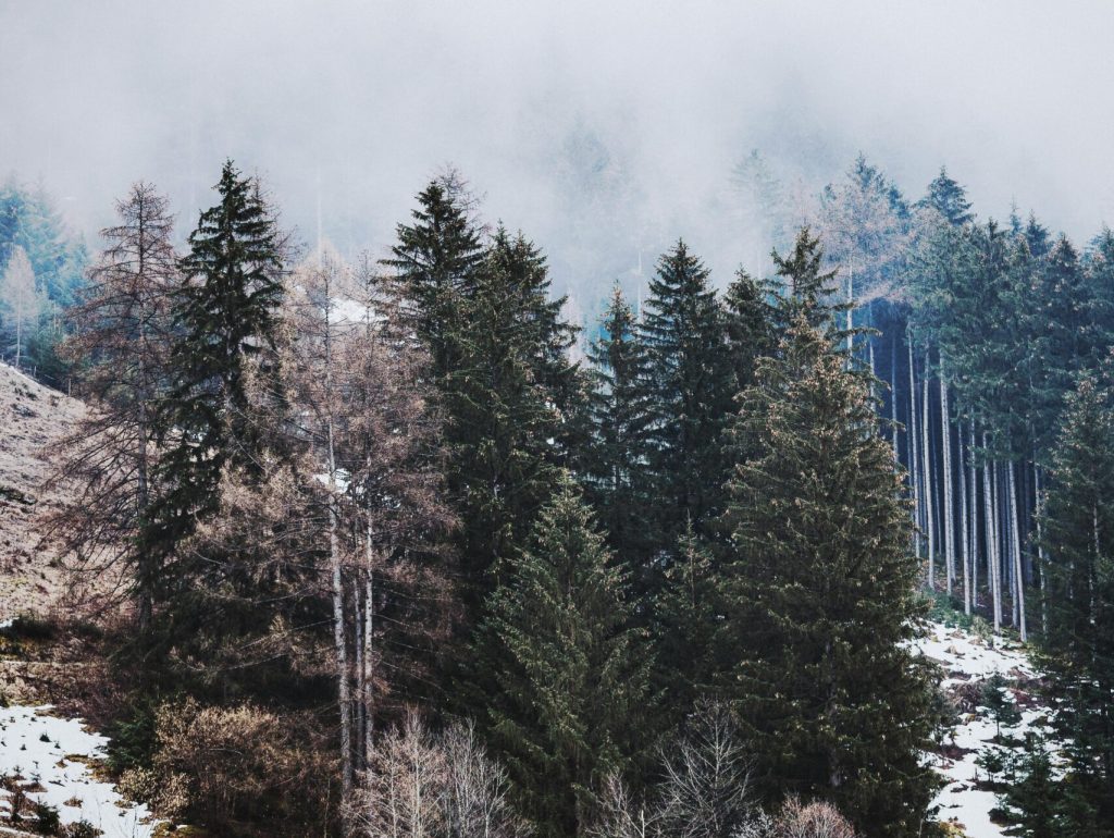 pexels-eberhardgross-2086263